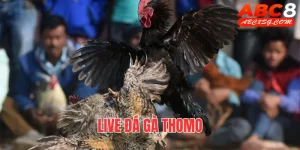 live đá gà thomo