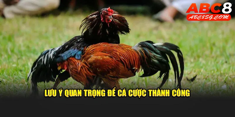 Lưu ý quan trọng để cá cược thành công