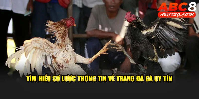 Sơ lược thông tin về trang đá gà uy tín